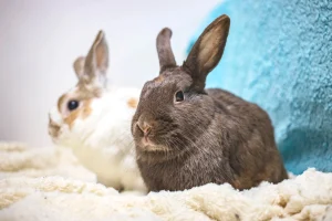 Where to Sell Rabbits in Kenya Online