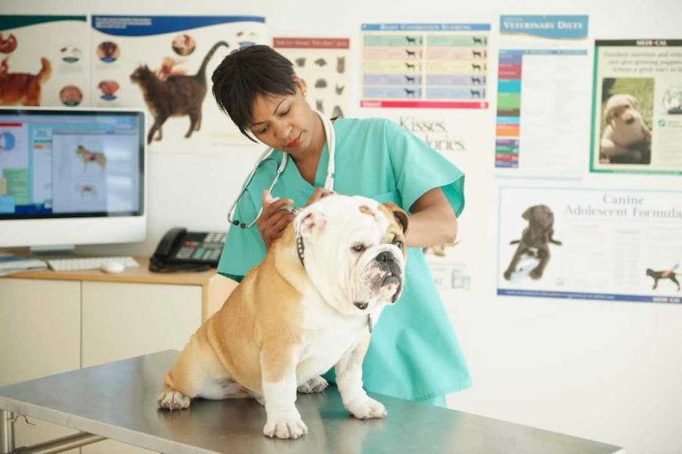 online veterinary courses in kenya